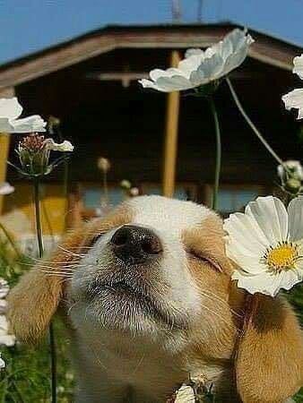 Photo: Puppy Surrounded by Flowers